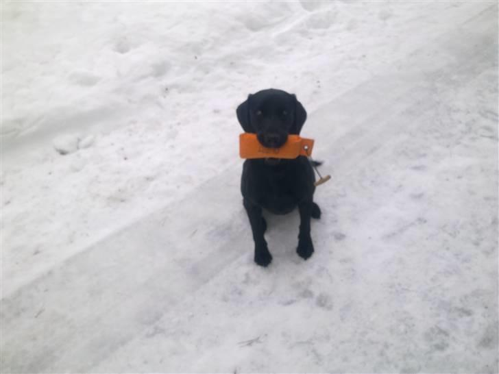 Labrador retriever Cindy Af Rosefield billede 5
