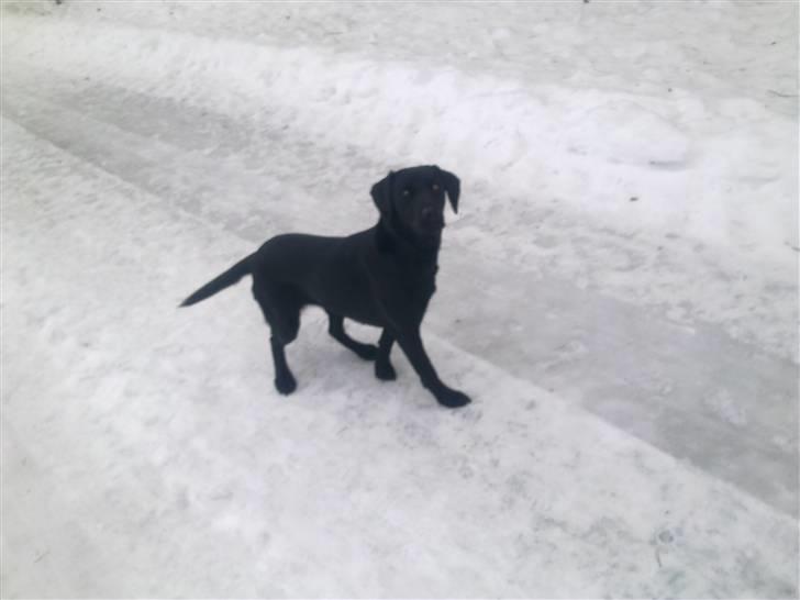 Labrador retriever Cindy Af Rosefield billede 6