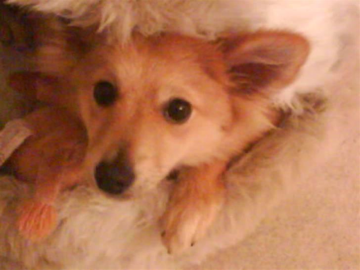 Blanding af racer gangster Tyson ;) billede 7