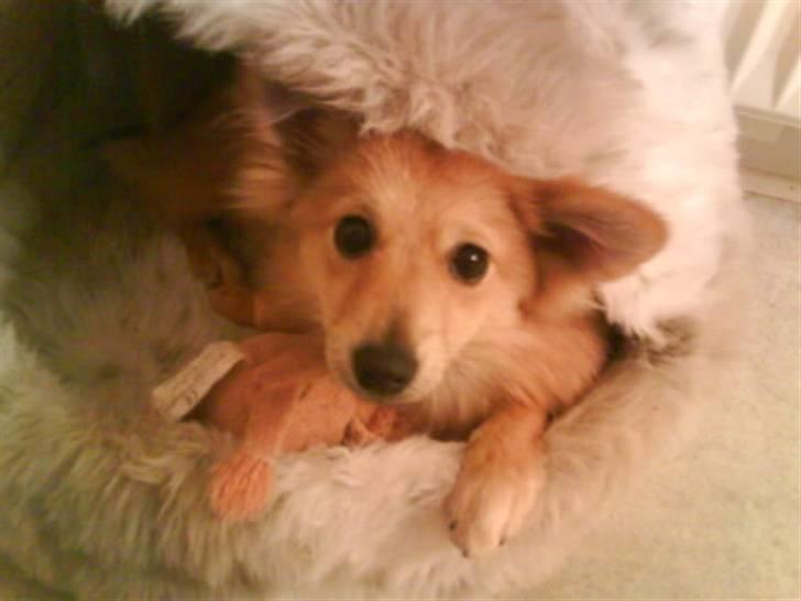 Blanding af racer gangster Tyson ;) billede 8