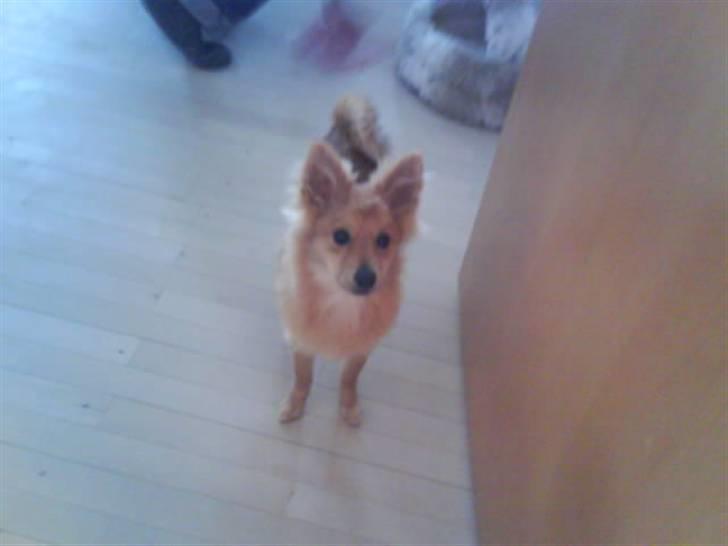 Blanding af racer gangster Tyson ;) billede 9