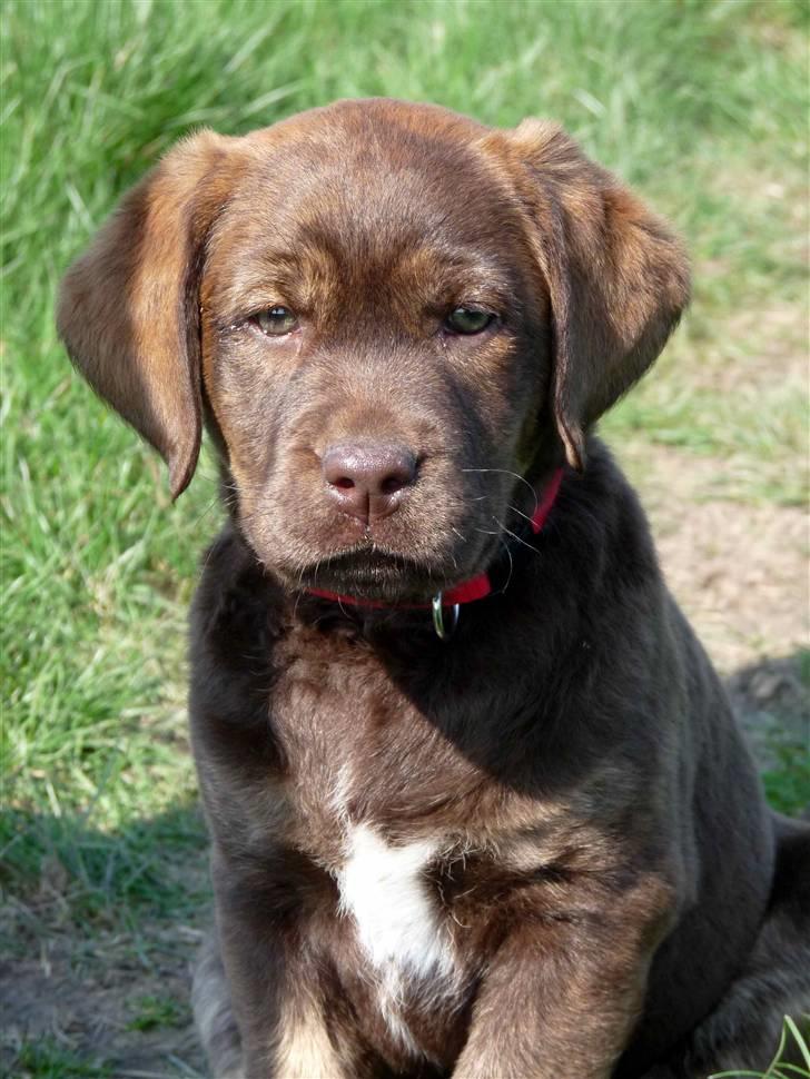 Labrador retriever Siska  billede 1