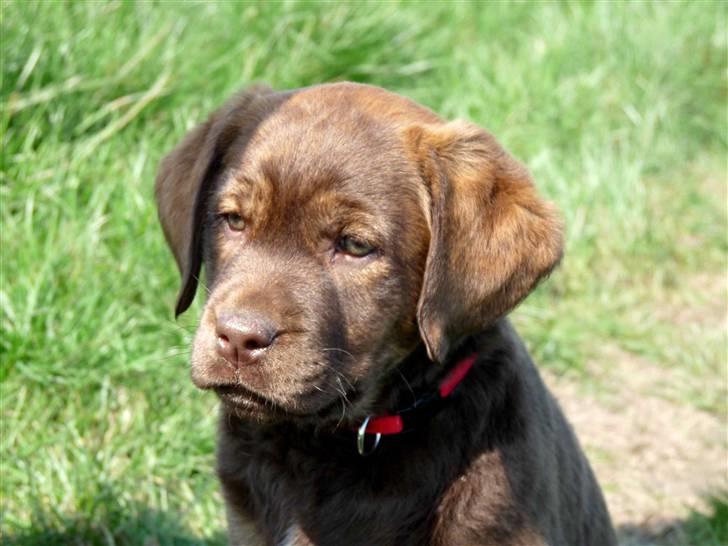 Labrador retriever Siska  billede 2