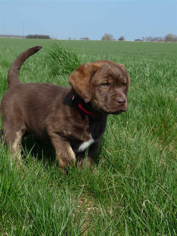 Labrador retriever Siska  billede 3