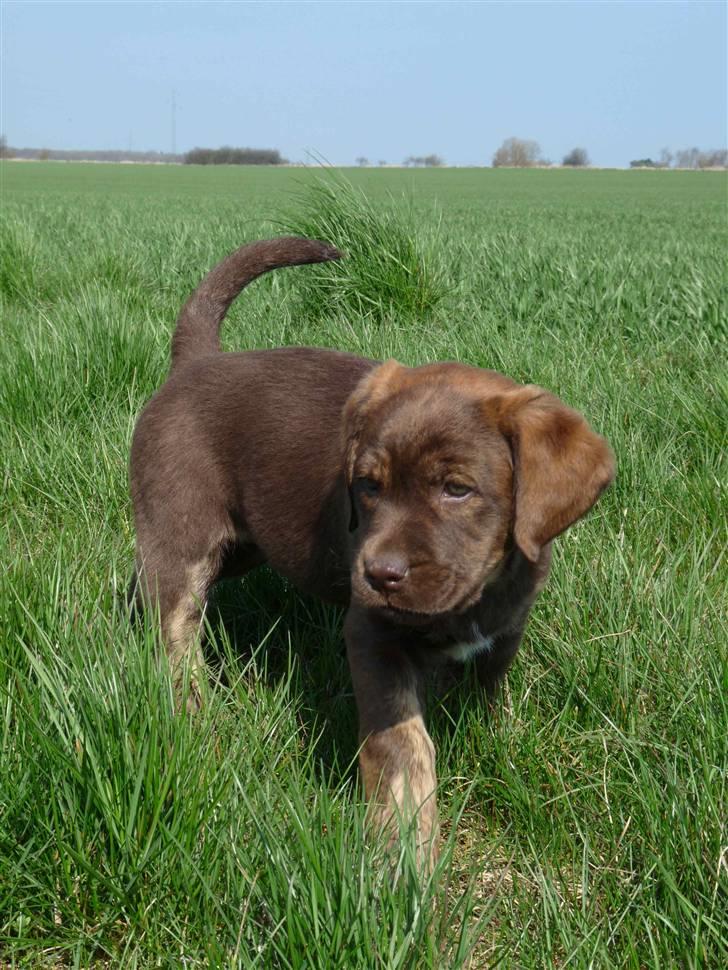Labrador retriever Siska  billede 4
