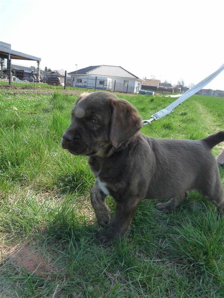 Labrador retriever Siska  billede 5