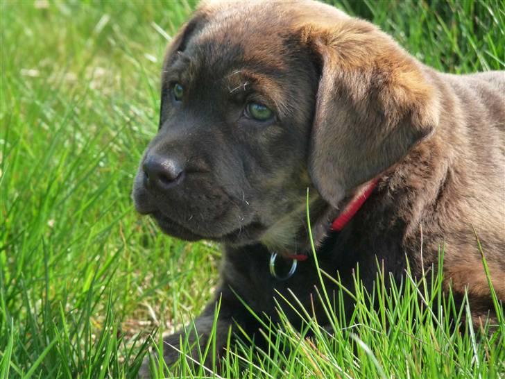 Labrador retriever Siska  billede 6