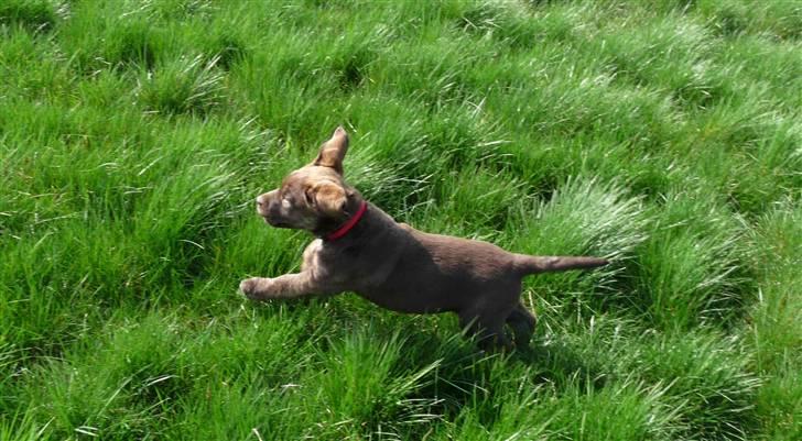 Labrador retriever Siska  billede 7
