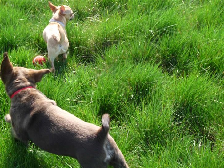 Labrador retriever Siska  billede 8