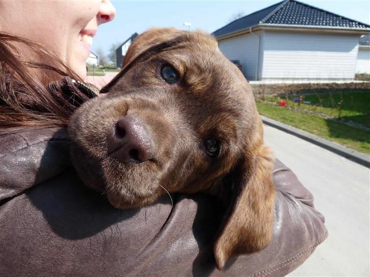 Labrador retriever Siska  billede 9