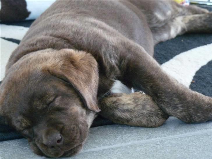 Labrador retriever Siska  billede 10