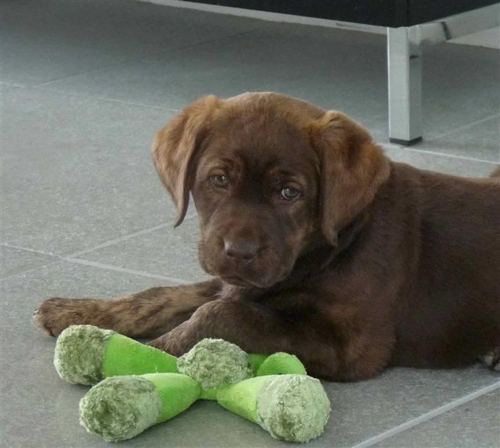 Labrador retriever Siska  billede 11