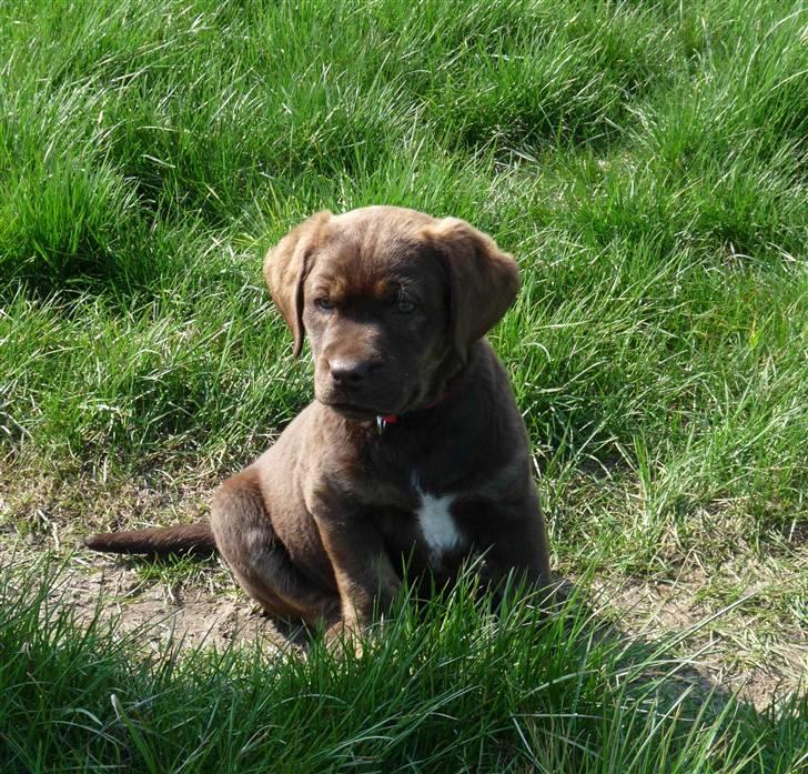 Labrador retriever Siska  billede 12