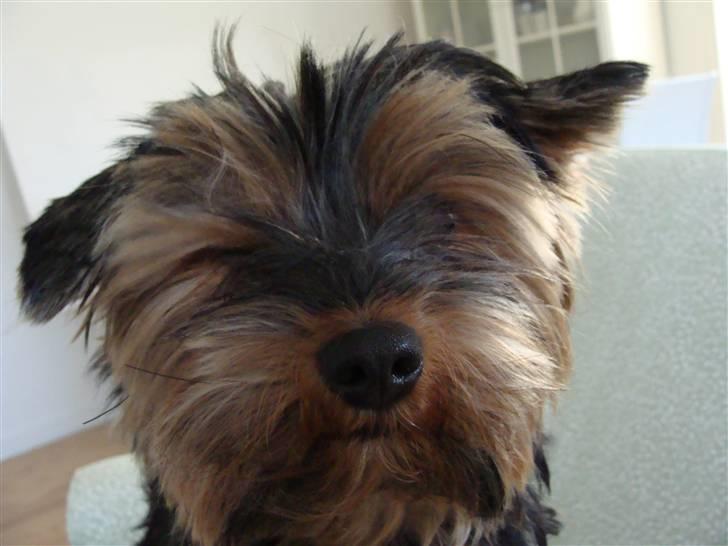 Yorkshire terrier Mini My<33 billede 9