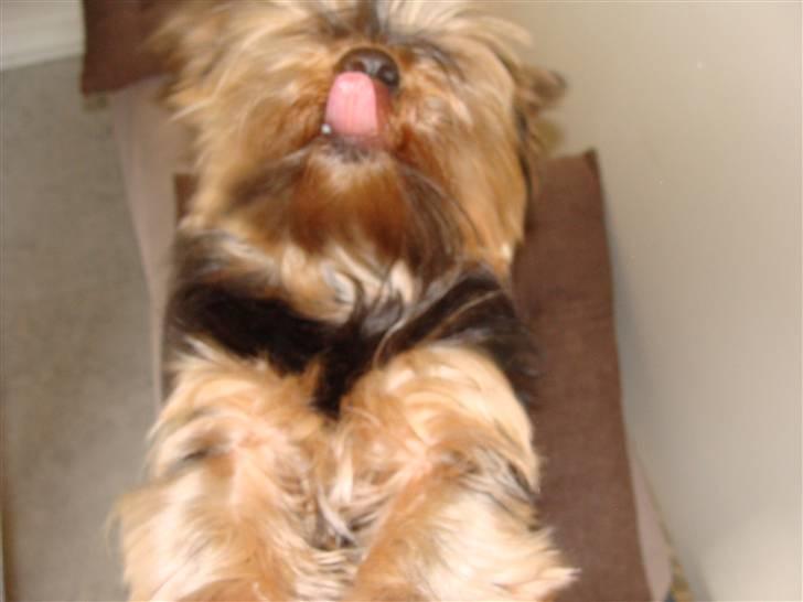 Yorkshire terrier Mini My<33 billede 10