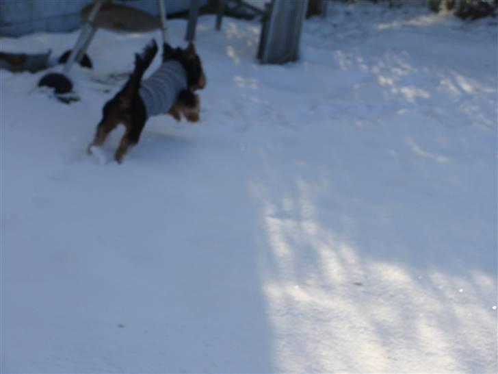 Yorkshire terrier Mini My<33 billede 11