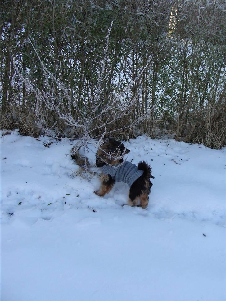 Yorkshire terrier Mini My<33 billede 12