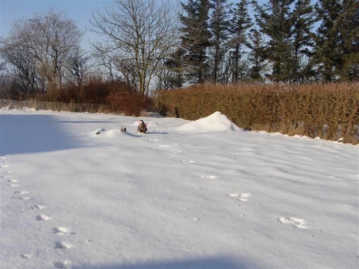 Yorkshire terrier Mini My<33 billede 13