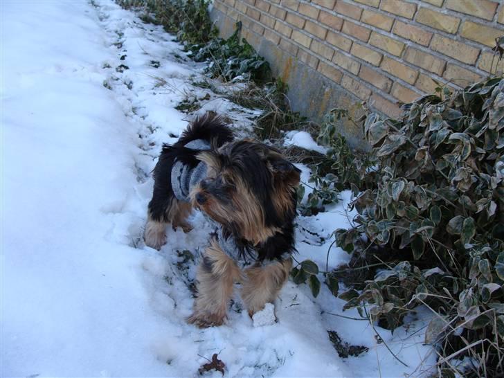 Yorkshire terrier Mini My<33 billede 14