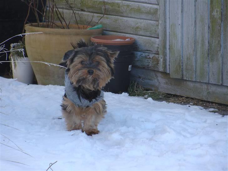 Yorkshire terrier Mini My<33 billede 15