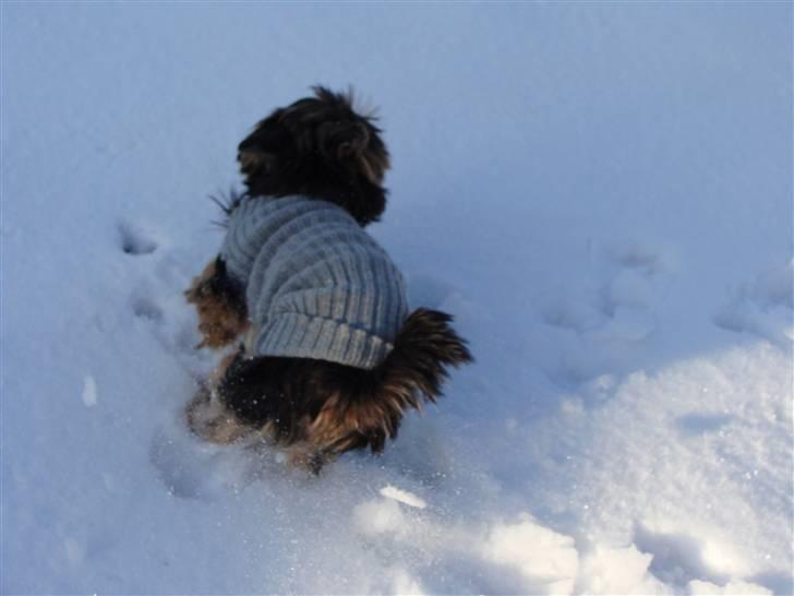 Yorkshire terrier Mini My<33 billede 16