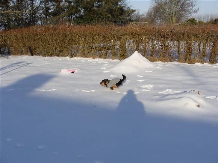 Yorkshire terrier Mini My<33 billede 17