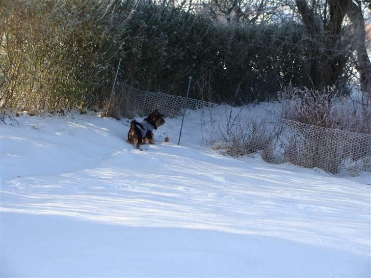 Yorkshire terrier Mini My<33 billede 18