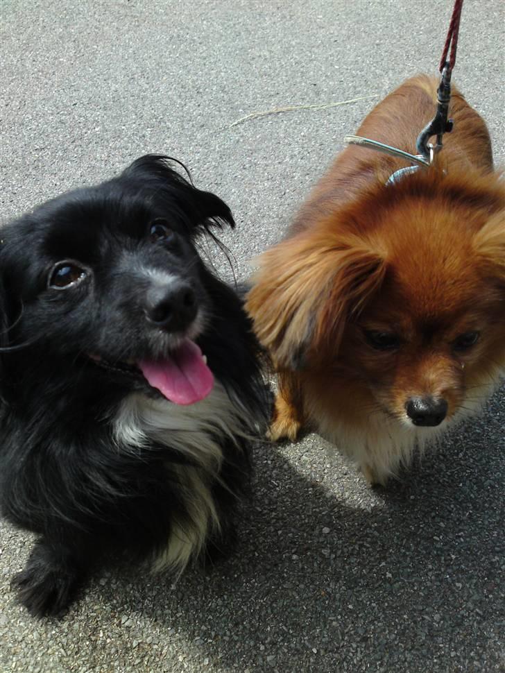 Blanding af racer Delle (¯`•¸·´¯) billede 10