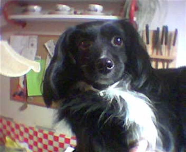 Blanding af racer Delle (¯`•¸·´¯) billede 11