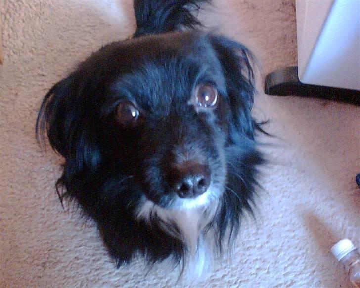 Blanding af racer Delle (¯`•¸·´¯) billede 12