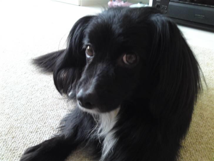 Blanding af racer Delle (¯`•¸·´¯) billede 13