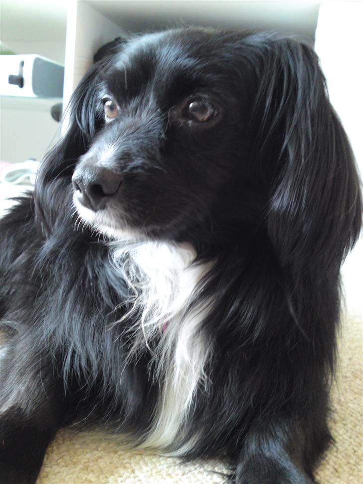 Blanding af racer Delle (¯`•¸·´¯) billede 14