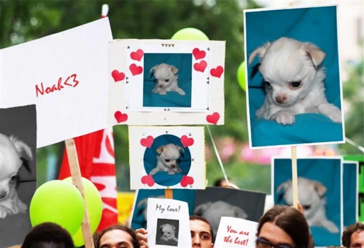 Chihuahua • Noah •  - <3 billede 11