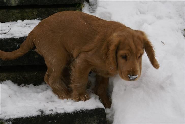 Cocker spaniel Pax billede 17