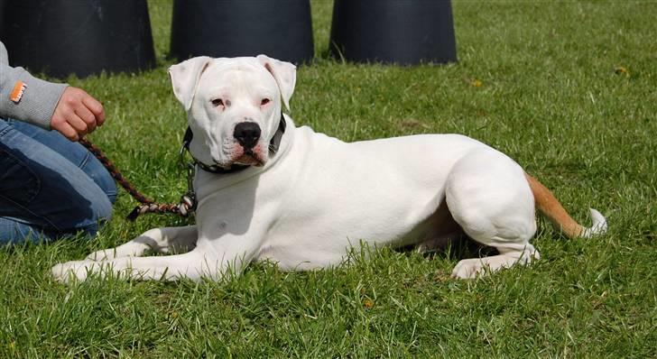 Amerikansk bulldog Dax R.I.P. billede 1