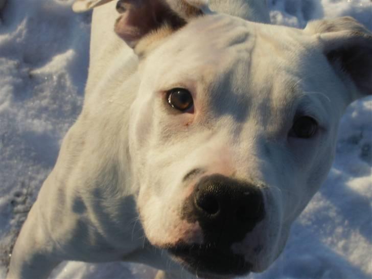 Blanding af racer Gangster - Hej mit navn er gangster billede 1