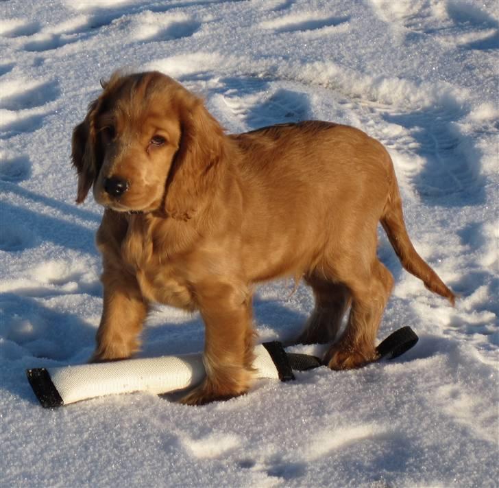 Cocker spaniel Pax billede 18