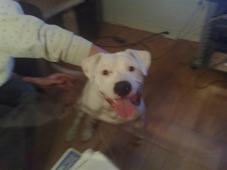 Amerikansk bulldog Dax R.I.P. billede 2