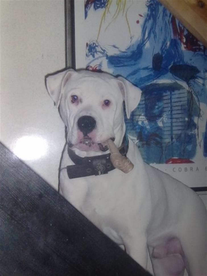 Amerikansk bulldog Dax R.I.P. billede 3