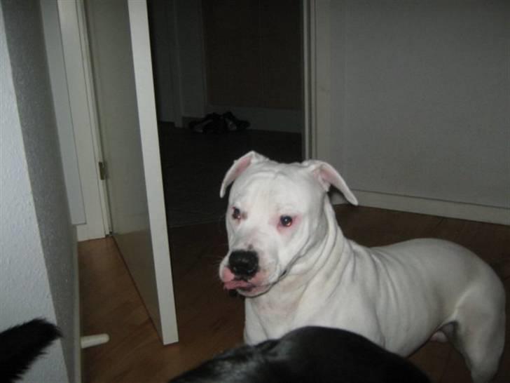 Amerikansk bulldog Dax R.I.P. billede 4