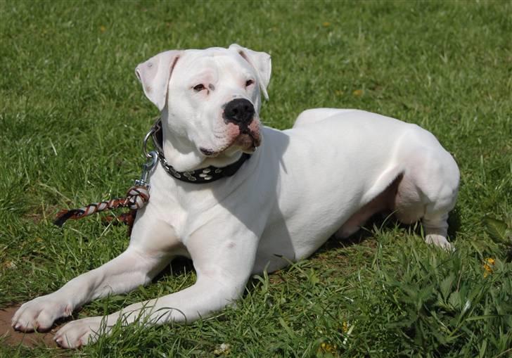 Amerikansk bulldog Dax R.I.P. billede 5