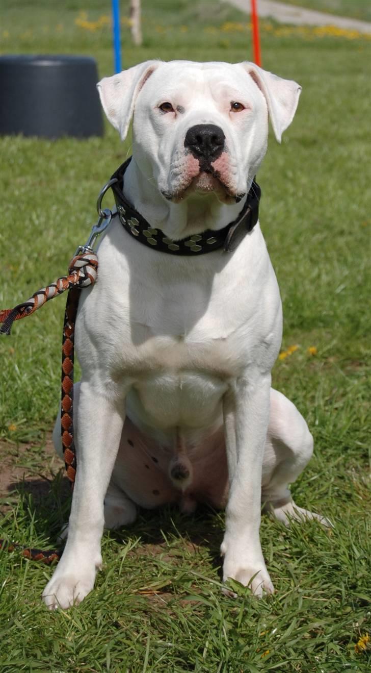 Amerikansk bulldog Dax R.I.P. billede 6