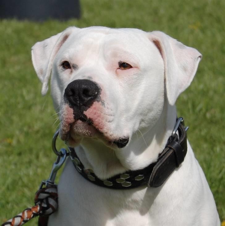 Amerikansk bulldog Dax R.I.P. billede 7