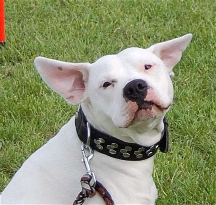 Amerikansk bulldog Dax R.I.P. billede 8