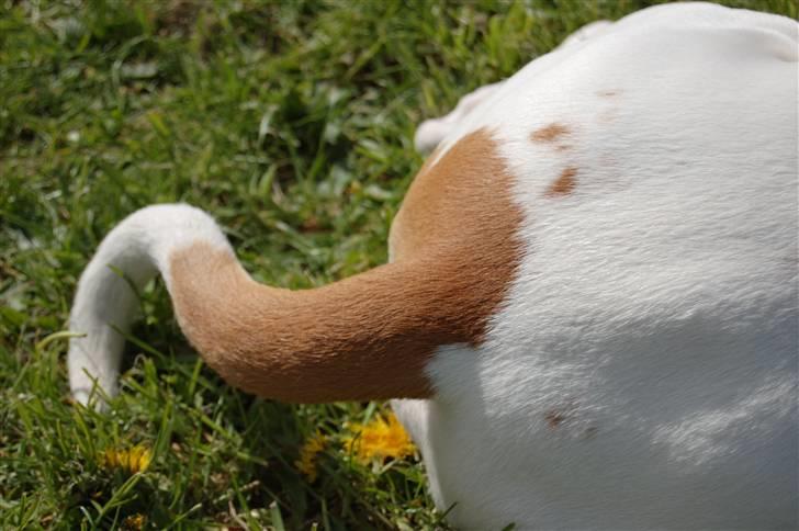 Amerikansk bulldog Dax R.I.P. - Ja hva kan man sige... Jeg gad ikke males i hovedet, så jeg vendte røven til:-) billede 9