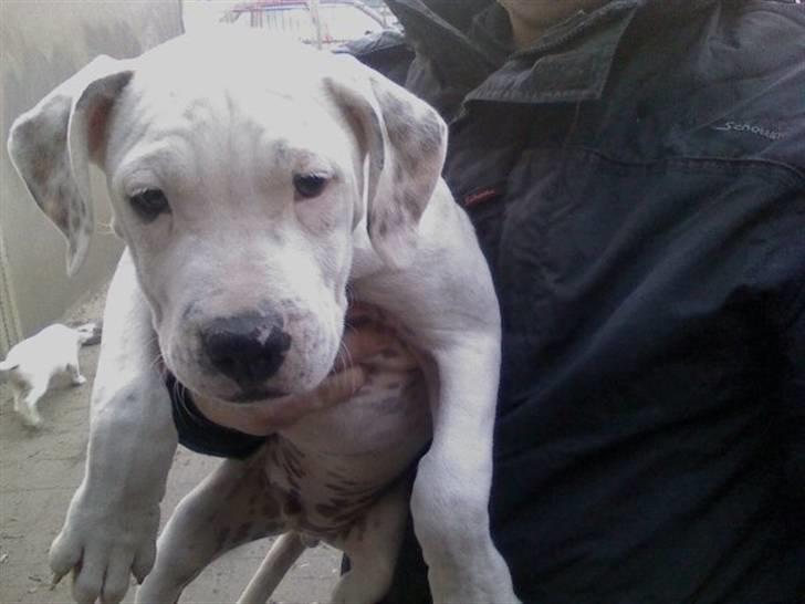 Blanding af racer Gangster - Her er jeg som lille- 2 mdr gammel billede 2