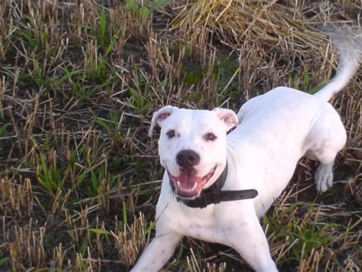 Blanding af racer Gangster - Her er min mor billede 3