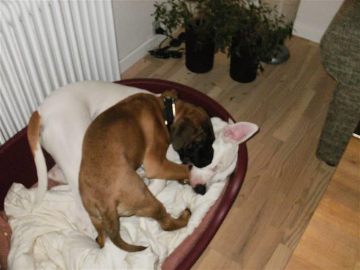 Amerikansk bulldog Dax R.I.P. - Hygger mig med min 18 uger gamle Dogo Canarie/Bull Mastiff ven:-) billede 10