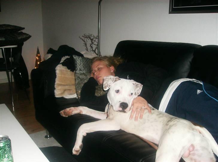 Blanding af racer Gangster - Jeg eeeeeelsker at ligge i sofaen billede 4