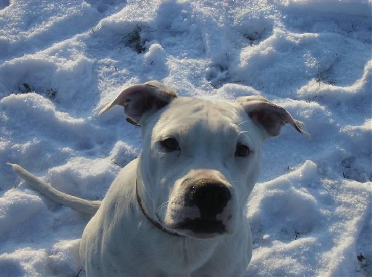 Blanding af racer Gangster - Her er jeg igen billede 5